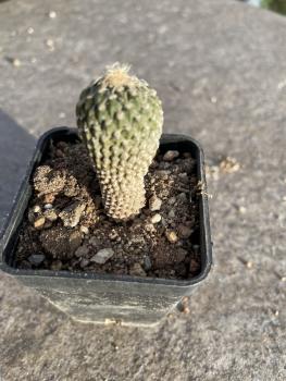 Encephalocarpus strobiliformis